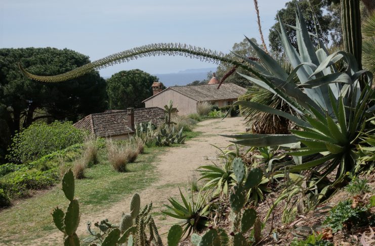 Le Rayol Canadel : La Fête des Plantes méditerranéennes