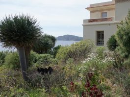 Le Rayol Canadel : La Fête des Plantes méditerranéennes
