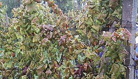 Var : la Flavescence dorée