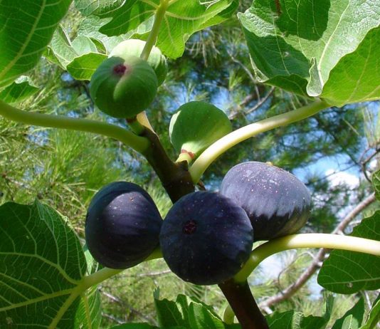 Solliès-Pont : 29e Fête de la Figue et du Terroir