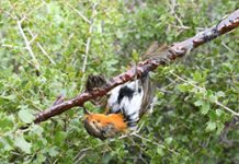 La chasse à la glu et la tenderie définitivement interdites