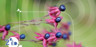 Draguignan : lancement du festival de la terre