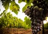 Une nouvelle carte mondiale du vin