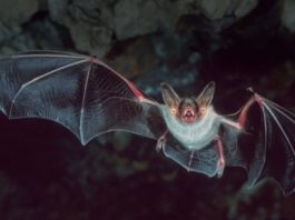 Dracénie : 29è édition de la nuit de la Chauve-souris