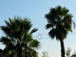 Toulon : la Patrouille de France toujours applaudie