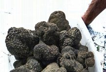 Aups : Le marché à la truffe noire s’annonce