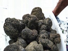 Aups : Le marché à la truffe noire s’annonce