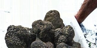 Aups : Le marché à la truffe noire s’annonce