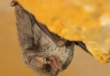 La Celle : Happy Halloween à l’Escarelle !