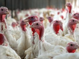 Influenza aviaire hautement pathogène