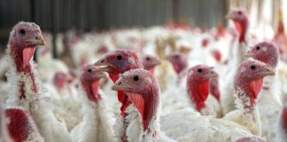 Influenza aviaire hautement pathogène