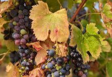 La Croix-Valmer : Saveurs d’automne