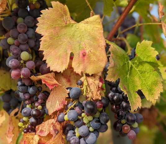 La Croix-Valmer : Saveurs d’automne