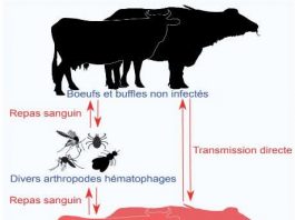 La dermatose nodulaire existe depuis 96 ans