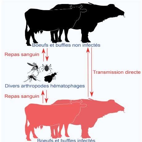 La dermatose nodulaire existe depuis 96 ans