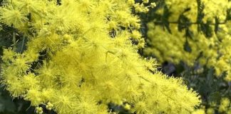 Le Rayol Canadel : « L’Odyssée des Mimosas »