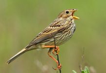 Les pesticides, la biodiversité et les consommateurs