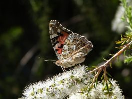 Le Rayol Canadel : Participez aux projets du Domaine du Rayol