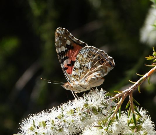 Le Rayol Canadel : Participez aux projets du Domaine du Rayol