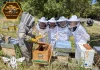 Les Safaris des Abeilles