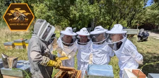 Les Safaris des Abeilles