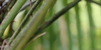 Le Rayol Canadel : Initiation aux chants d’oiseaux