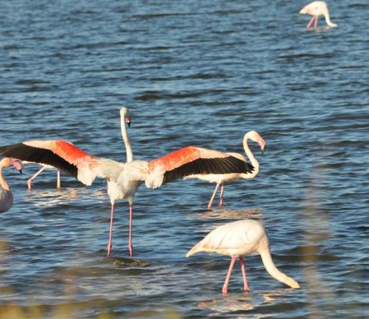 Hyères : Observation des oiseaux aux Salins des Pesquiers