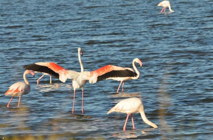 Hyères : Observation des oiseaux aux Salins des Pesquiers