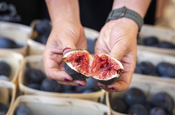 Vallée du Gapeau : Les couleurs du Sud