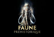 Saint-Raphaël : Faune préhistorique