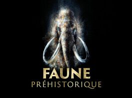 Saint-Raphaël : Faune préhistorique