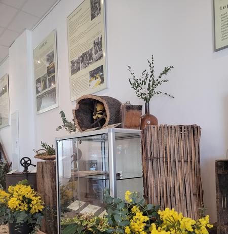Tanneron : Exposition: Mimosa