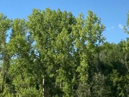 Chateauvert : Rendez vous aux jardins