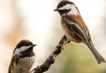 La Croix-Valmer : À la découverte des oiseaux de Pardigon