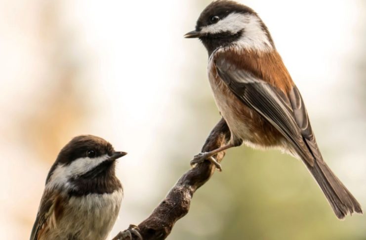 La Croix-Valmer : À la découverte des oiseaux de Pardigon