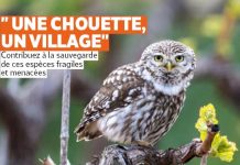 Une chouette, un village en Région Sud