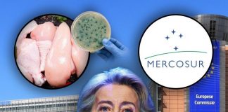 Mercosur : La Grèce a reçu la première cargaison de poulet congelé