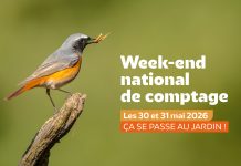 Var : Participez au deuxième comptage annuel national des oiseaux des jardins