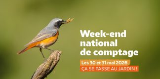 Var : Participez au deuxième comptage annuel national des oiseaux des jardins