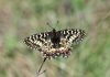 Var : conservation des papillons du Var