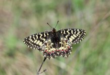 Var : conservation des papillons du Var