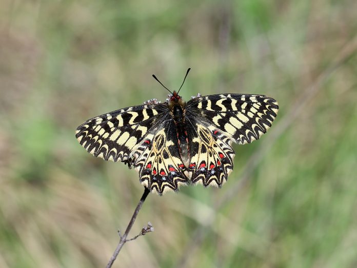 zerynthia_polyxena_denis__schiffermuller_1775_diane_correns_02_04_2024_1_retouche_web