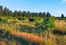 La Celle : Adapter le vignoble au dérèglement climatique