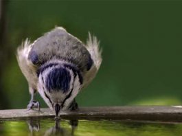 Fortes chaleurs : les réflexes à adopter pour aider la faune sauvage