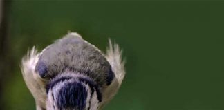 Fortes chaleurs : les réflexes à adopter pour aider la faune sauvage