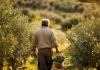 Cotignac : olive you so much