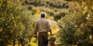 Cotignac : olive you so much