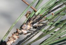 Var : Lutte contre la cochenille tortue du pin