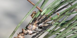 Var : Lutte contre la cochenille tortue du pin