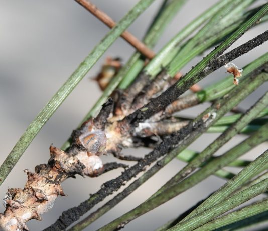Var : Lutte contre la cochenille tortue du pin